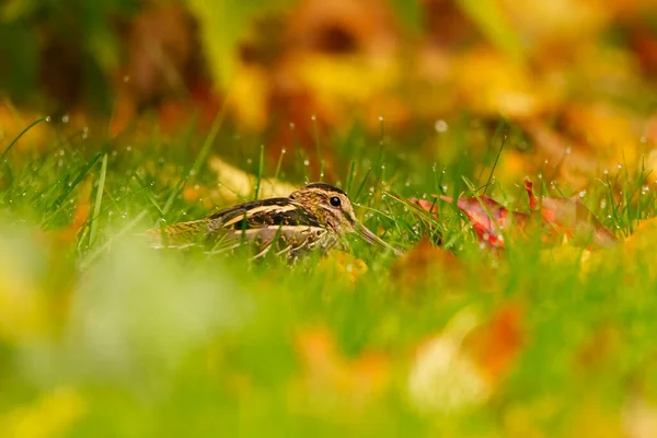 Vanlig Snipe Gallinago Gallinago Gömmer Sig Gräset Hösten — Stockfoto