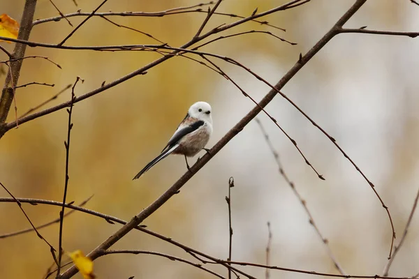 Long Tailed Tit Aegithalos Caudatus Sitting Branch Fall — 스톡 사진