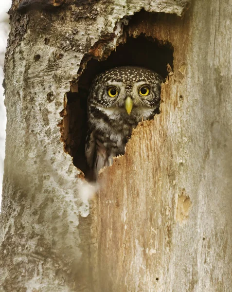 Eurasian Pygmy Owl Glaucidium Passerinum Peeking Tree Hole — Stock Photo, Image