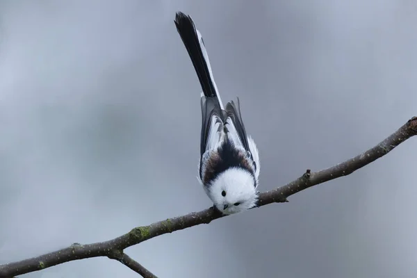 Cute Long Tailed Tit Aegithalos Caudatus Sitting Branch Fall Looking — Stock fotografie