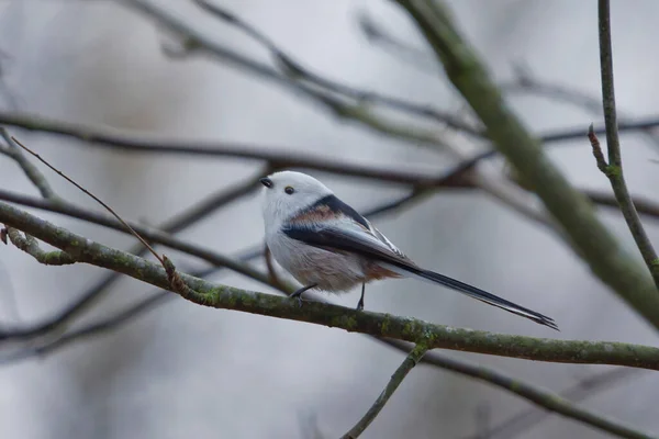 Long Tailed Tit Aegithalos Caudatus Sitting Branch Fall Looking Food — Stock fotografie