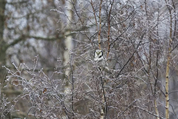 서리가 내리는 자작나무 겨울에 먹이를 부엉이 Surnia Ulula — 스톡 사진