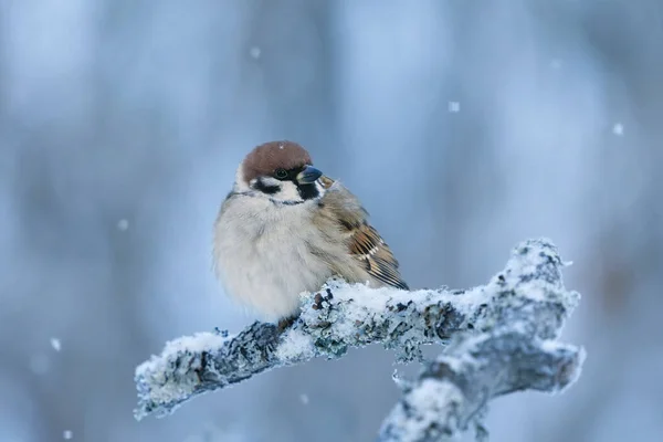Der Feldsperling Passer Montanus Sitzt Winter Bei Leichtem Schneefall Auf — Stockfoto