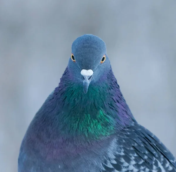 Domestic Pigeon Columba Livia Domestica Closeup Looking Straight Camera Winter — Stock Photo, Image
