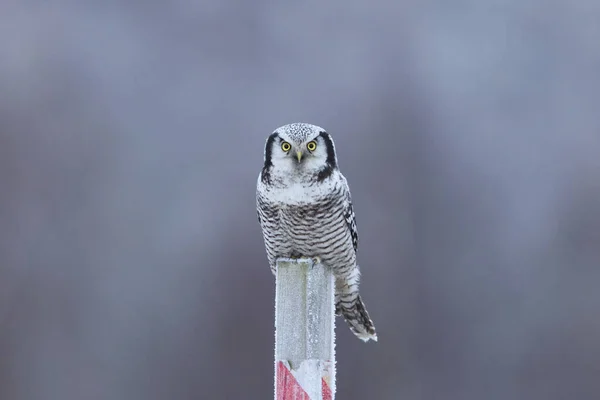 겨울에 기둥에 부엉이 Surnia Ulula — 스톡 사진