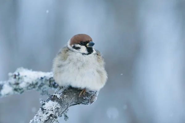 Eurasian Tree Sparrow Passer Montanus Sitting Snowy Branch Light Snowfall — Stock Photo, Image