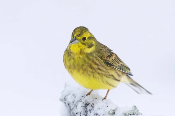 Yellowhammer Emberiza Citrinella Assis Sur Une Branche Enneigée Hiver — Photo