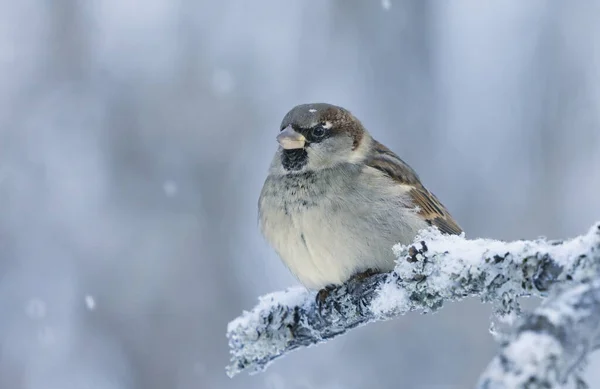 小雪の冬に雪の枝に座っている家のスズメ パスドメスティック — ストック写真