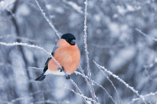 겨울에 서리가 내리는 유라시아 불핀치 피롤라 — 스톡 사진