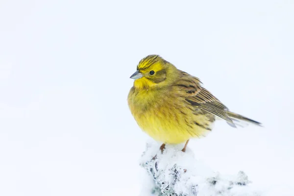 Yellowhammer Emberiza Citrinella Assis Sur Une Branche Enneigée Hiver — Photo