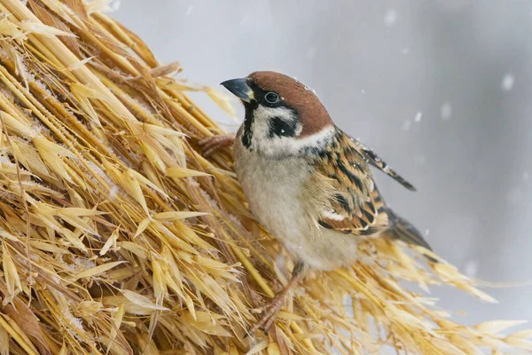 Eurasian Tree Sparrow Passer Montanus Feeding Sheaf Oats Snowfall Winter — Stock Photo, Image