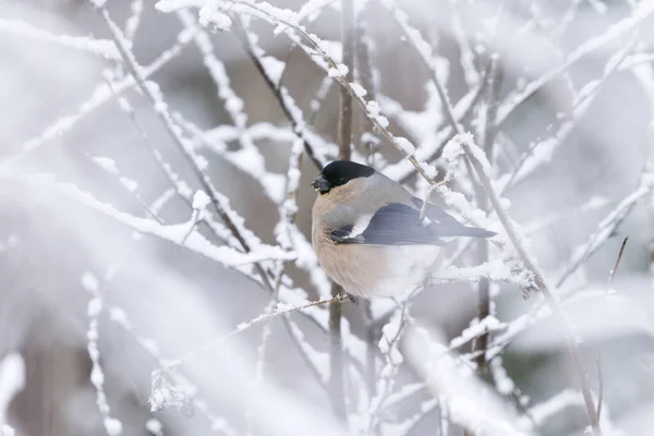 Eurazjatycka Bulwiasta Samica Pyrrrhula Pyrhula Siedząca Zimą Śnieżnym Drzewie — Zdjęcie stockowe