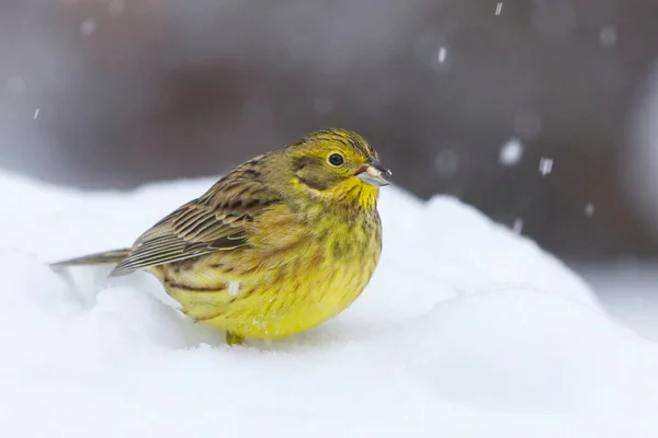 Yellowhammer (Emberiza citrinella) sitting in the snow in winter in snowfall.