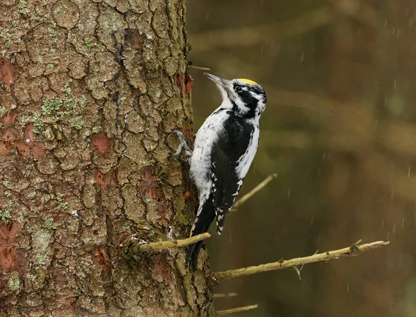Eurasian Three Toed Woodpecker Picoides Tridactylus Male Searching Food Spruce — Stock Photo, Image