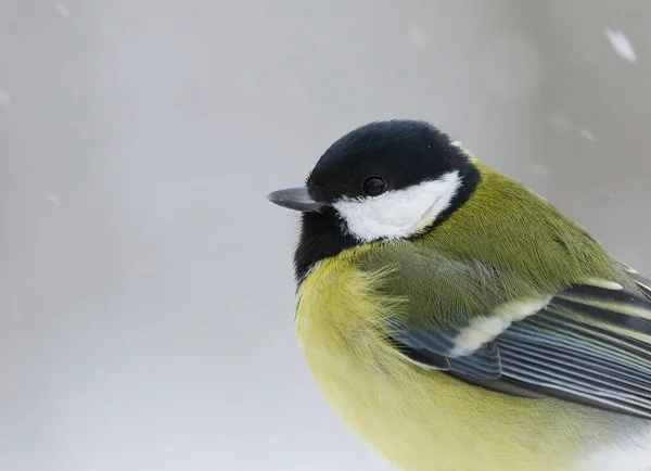 Great Tit Parus Major Closeup Sitting Branch Sowfall Winter — 图库照片