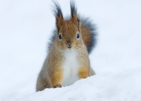 冬に雪の中に座って食べ物を探している赤いリス Sciurus Valgaris — ストック写真