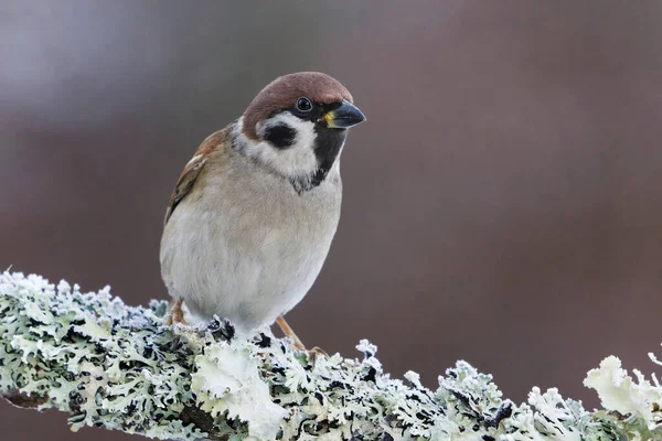Eurasian Tree Sparrow Passer Montanus Sitting Branch Winter — Stock Photo, Image