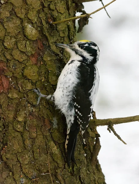 Eurasian Three Toed Woodpecker Picoides Tridactylus Male Forest Searching Food — Stock Photo, Image