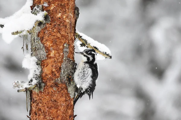 Eurasian Three Toed Woodpecker Picoides Tridactylus Female Feeding Winter Snowfall — Stock Photo, Image