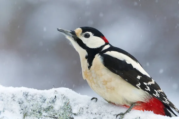 Great Spotted Woodpecker Dendrocopos Major Male Sitting Branch Snowfall Winter — Stock Photo, Image
