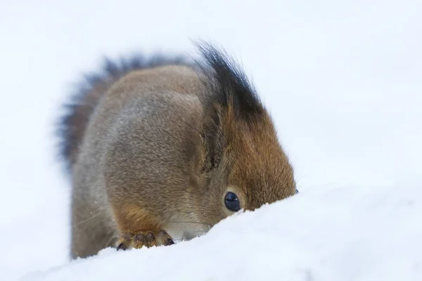 冬に雪の中で食べ物を探している赤いリス Sciurus Valgaris — ストック写真