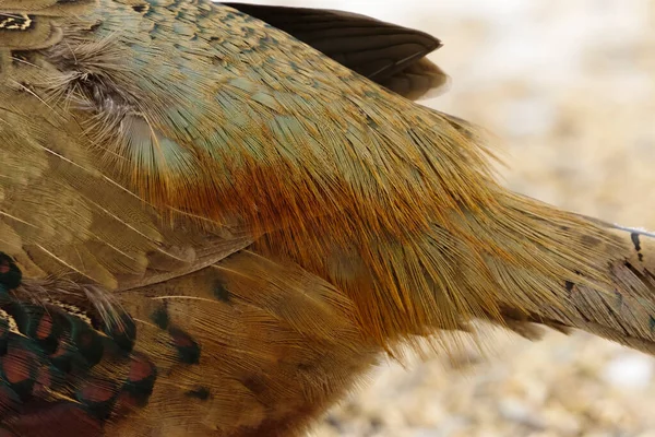Common Pheasant Phasianus Colchicus Male Back Feathers — Stock Photo, Image