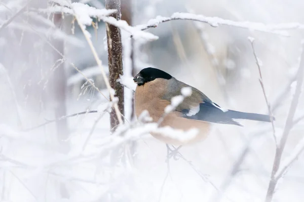 겨울에 눈덮인 나무에 유라시아 불핀치 — 스톡 사진
