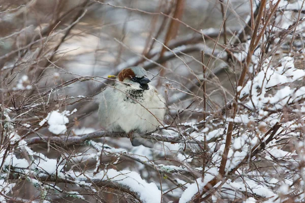 冬の雪の茂みの中の家のスズメ パスドメスティック — ストック写真