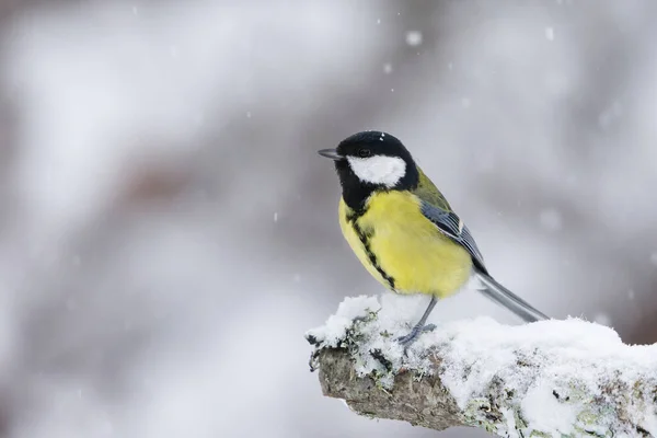Great Tit Parus Major Sitting Snowy Branch Sowfall Winter — Photo