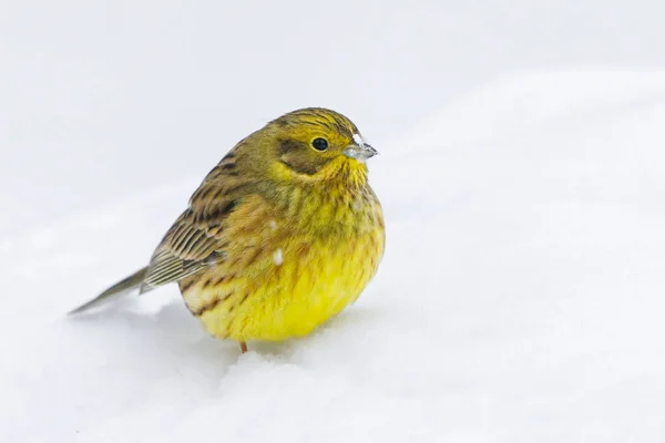 Yellowhammer (Emberiza citrinella) sitting in the snow in winter in snowfall with snow on the beak.