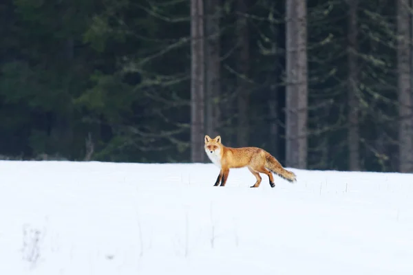 Red Fox Vulpes Vulpes Walking Snow Winter — Stock Photo, Image
