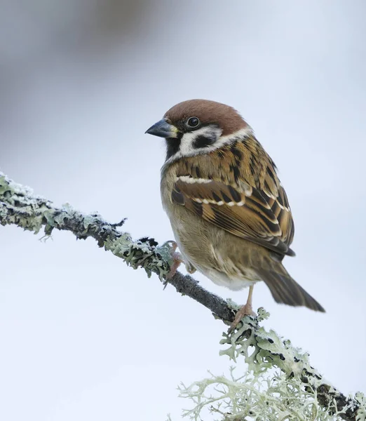 Eurasian Tree Sparrow Passer Montanus Sitting Branch Winter Snow Background — Stock Photo, Image