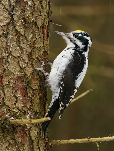 Eurasian Three Toed Woodpecker Picoides Tridactylus Male Spruce Forest Winter — Stock Photo, Image