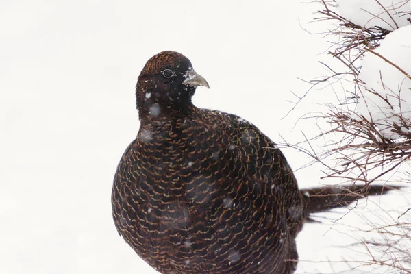 Gewone Fazant Phasianus Colchicus Vrouwtje Zware Sneeuwval Winter — Stockfoto