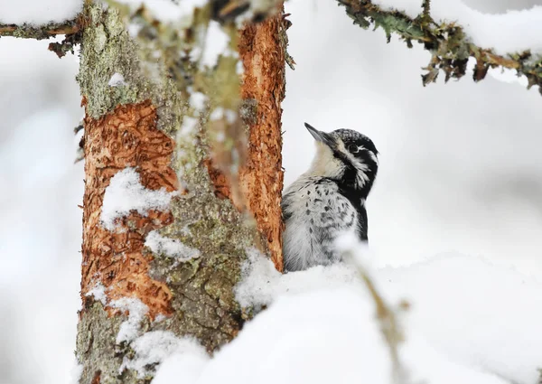 Трёхпалый Дятел Picoides Tridactylus Зимой Подглядывает Снежными Ветвями — стоковое фото