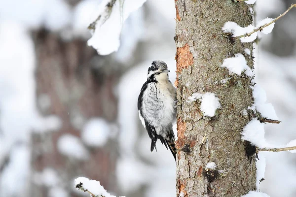 冬には雪のスプルースから食料を探す森の中にいるユーラシア3本足のキツツキ ピコイド三畳紀雌 — ストック写真