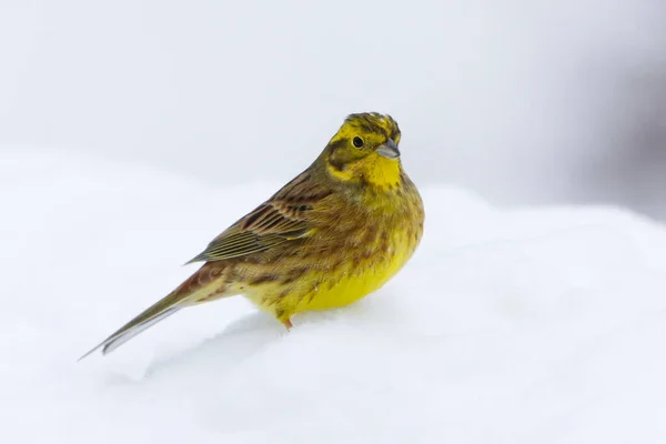 stock image Yellowhammer (Emberiza citrinella) in the snow in winter.