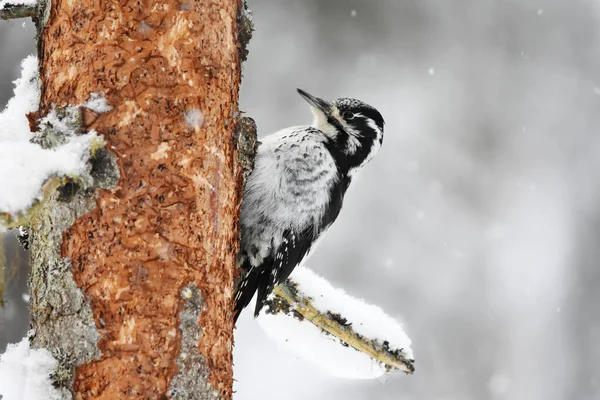 Eurasian Three Toed Woodpecker Picoides Tridactylus Female Searching Food Snowfall — Stock Photo, Image