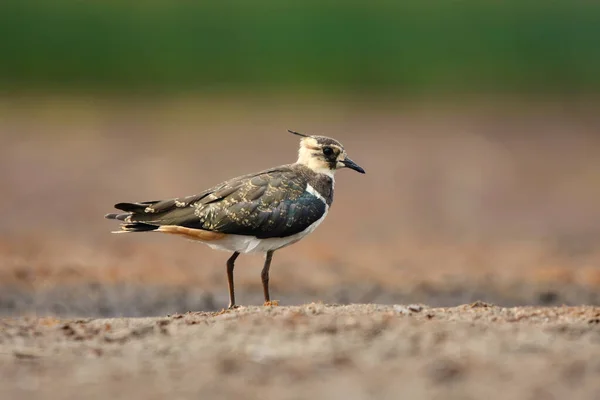 Young Northern Lapwing Vanellus Vanellus Standing Mud Wetlands Summer — Stock Photo, Image