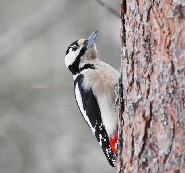 Great Spotted Woodpecker Dendrocopos Major Looking Food Winter — Stock Photo, Image
