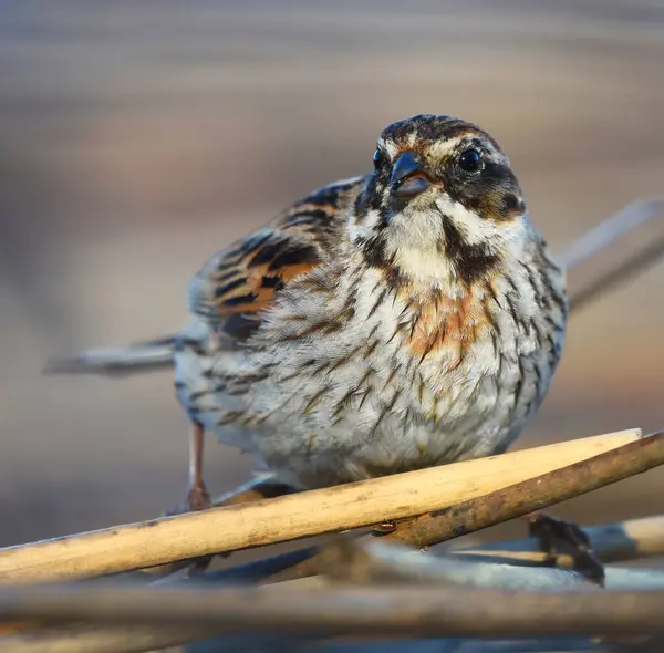 Common Reed Bunting Emberiza Schoeniclus Female Closeup Looking Food Reeds — Stock Photo, Image