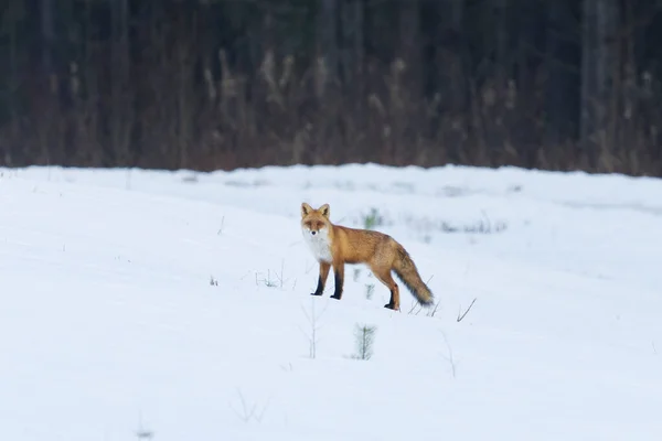 Vörös Róka Vulpes Vulpes Áll Hóban Télen — Stock Fotó