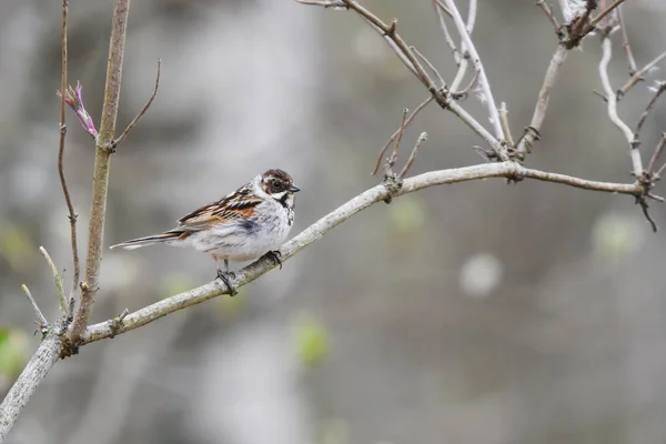 Yaygın sazlık kiraz kuşu (emberiza schoeniclus) baharda bir dala tünemiştir..
