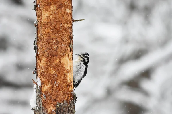 Трёхпалый Дятел Picoides Tridactylus Самка Лесу Зимой Снегопаде — стоковое фото
