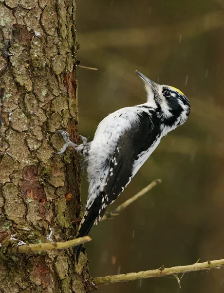 Eurasian Three Toed Woodpecker Picoides Tridactylus Male Spruce Forest Snowfall — Stock Photo, Image