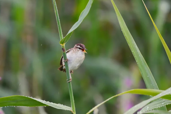 夏天在雨中在芦苇中歌唱的刀锋莺 Acrohead Schoenobaenus — 图库照片