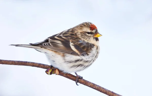 Common Redpoll Acanthis Flammea Sitting Branch Winter — Stock Photo, Image