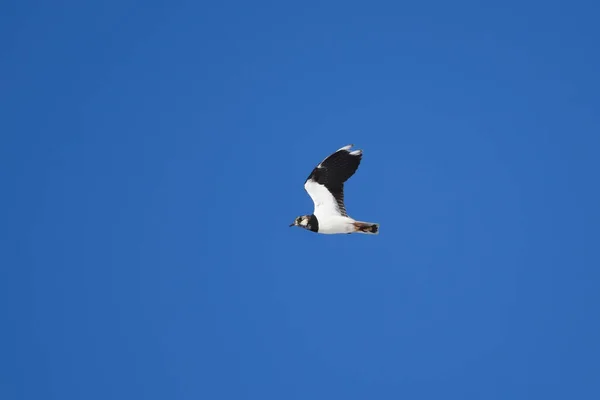 Kuzey Kanadı Vanellus Vanellus Ilkbaharda Mavi Gökyüzünde Uçar — Stok fotoğraf
