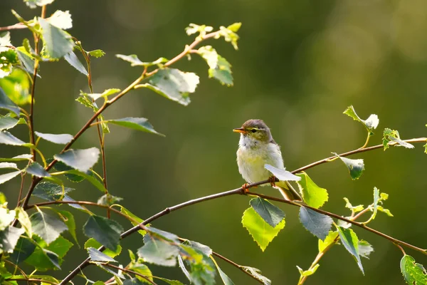 Willow Warbler Phylloscopus Trochilus Sitting Branch Forest Summer — Stock Photo, Image