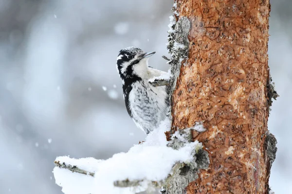 Eurasian Three Toed Woodpecker Picoides Tridactylus Female Snowy Spruce Snowfall — Stock Photo, Image